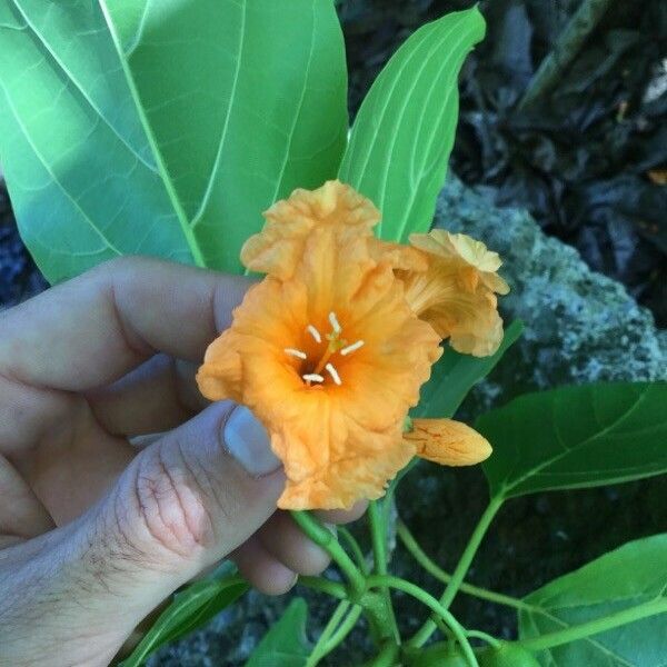 Cordia subcordata Flower