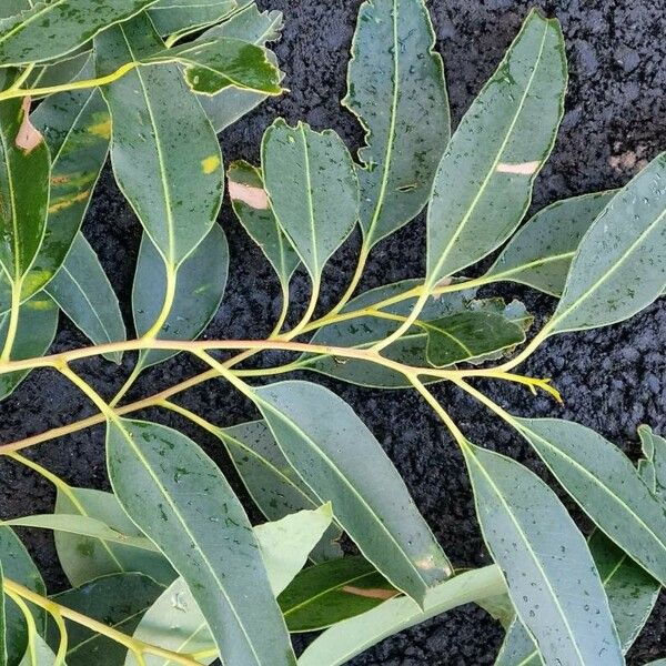 Eucalyptus botryoides Blad