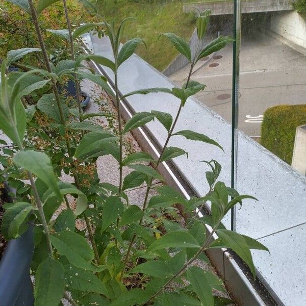 Buddleja davidii Fulla