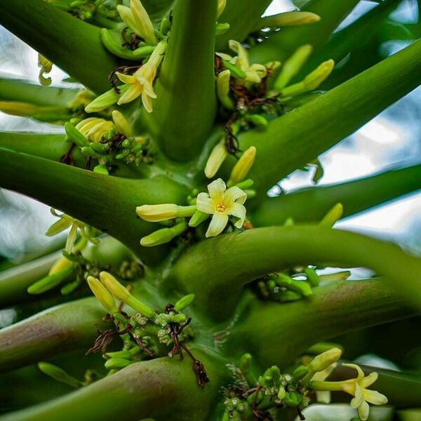 Carica papaya Bloem