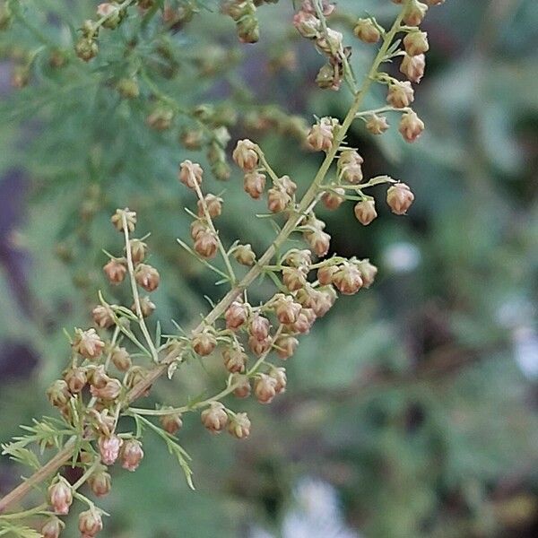 Artemisia annua Flower