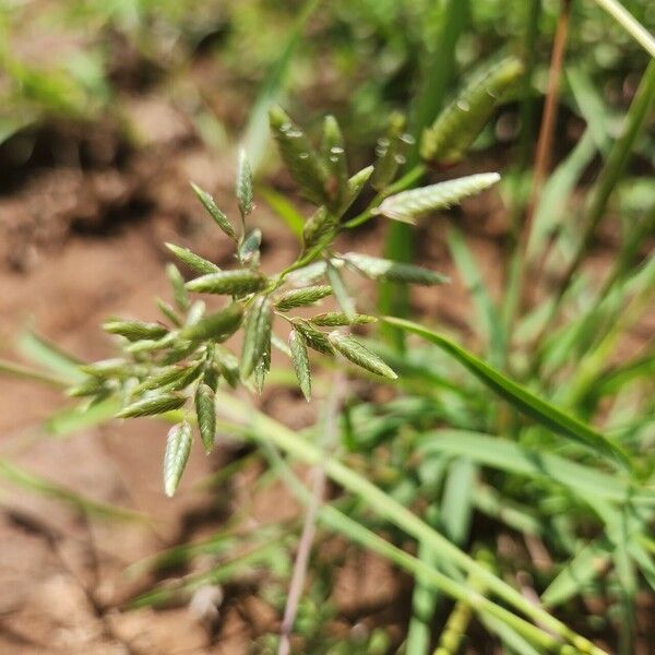 Eragrostis cilianensis Floare