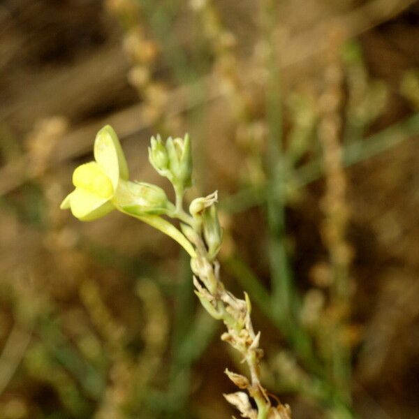 Linaria genistifolia Flower