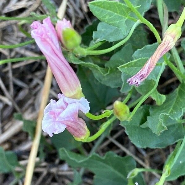 Convolvulus arvensis 花