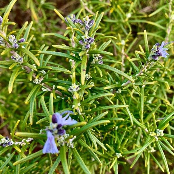 Rosmarinus officinalis Flower