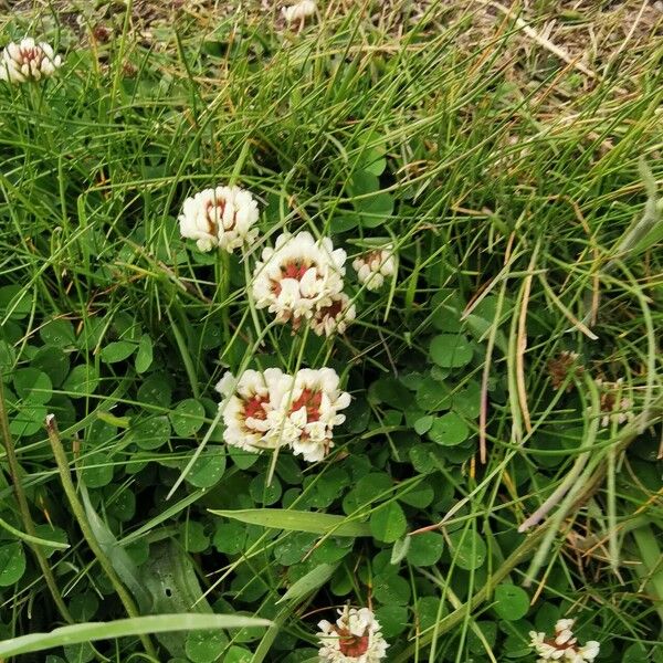 Trifolium occidentale Flower