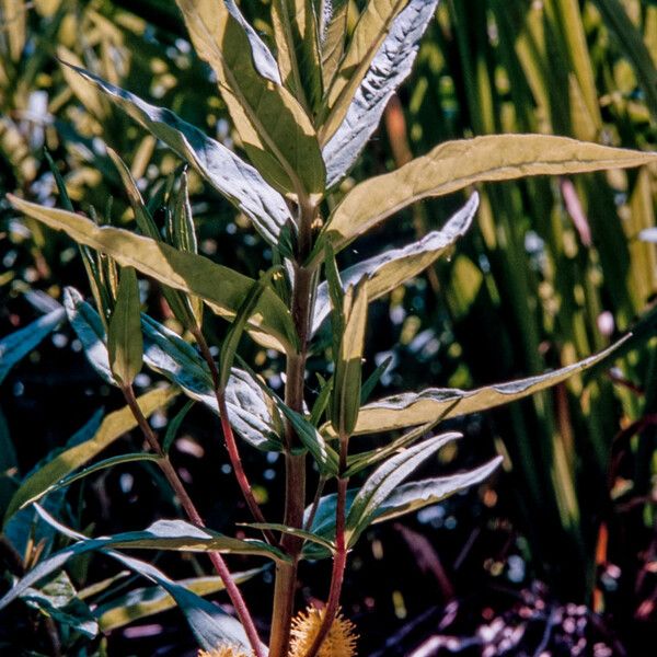 Lysimachia thyrsiflora पत्ता