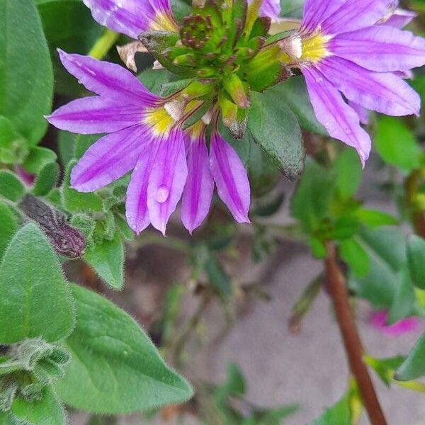 Scaevola aemula Blomst