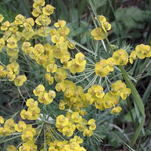 Euphorbia cyparissias फूल