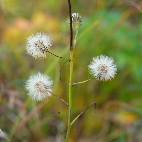 Hieracium umbellatum Frukt