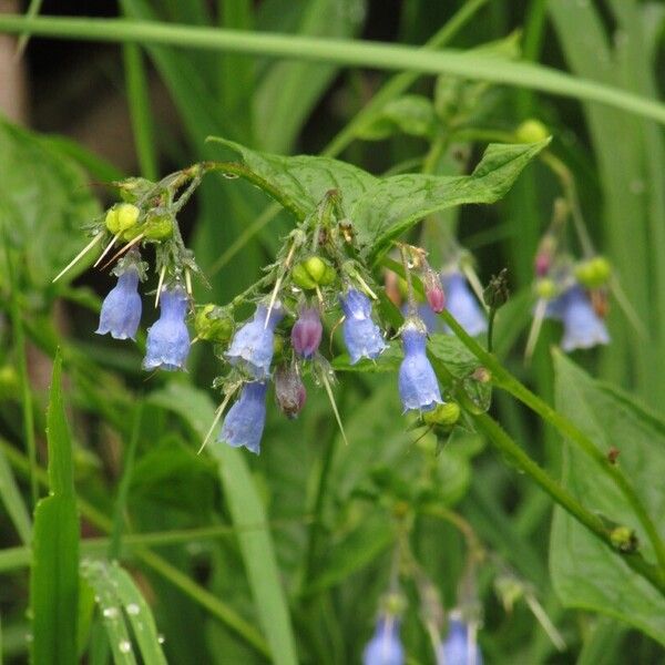 Mertensia paniculata Flower