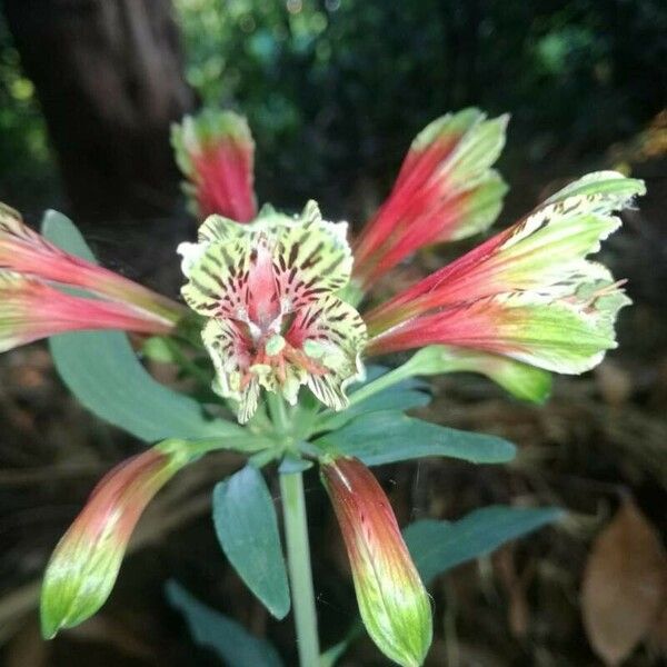 Alstroemeria psittacina Çiçek