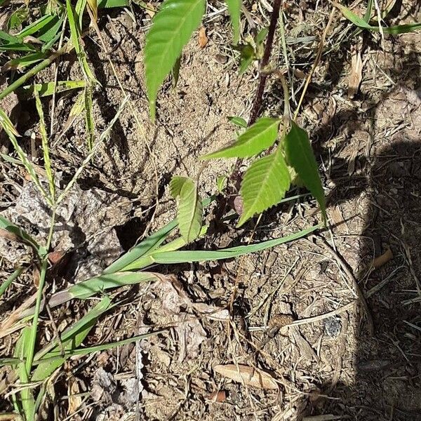 Bidens frondosa Leaf