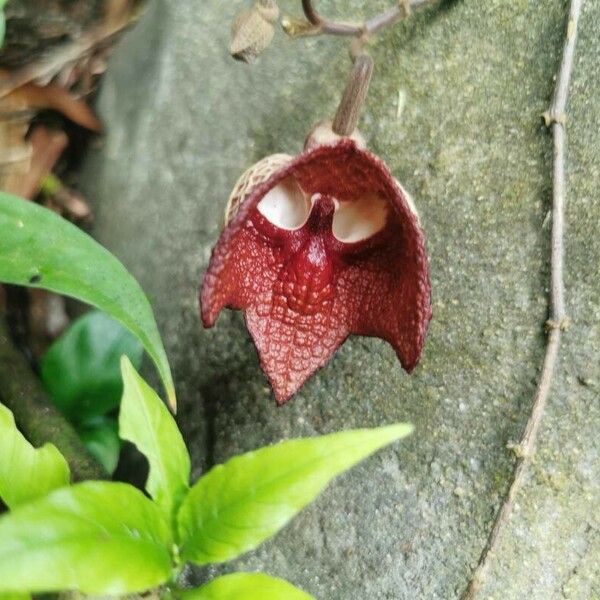 Aristolochia arborea Flower