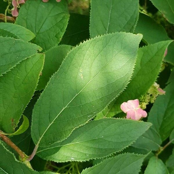 Hydrangea heteromalla Leaf