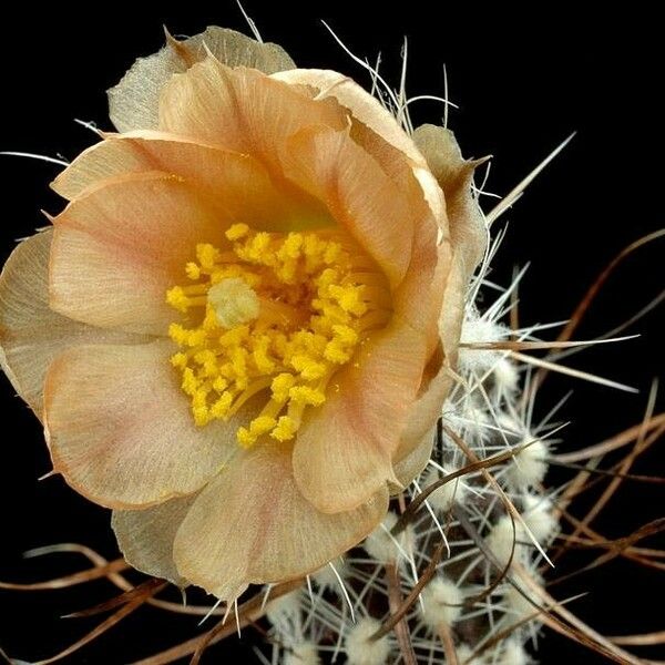 Pterocactus australis Flor