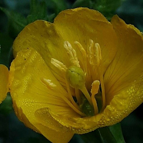 Oenothera biennis Flor