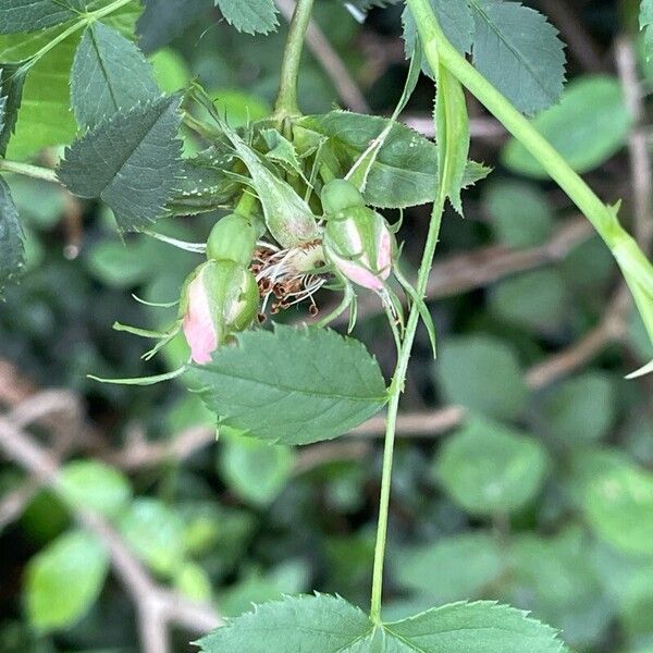 Rosa canina 花