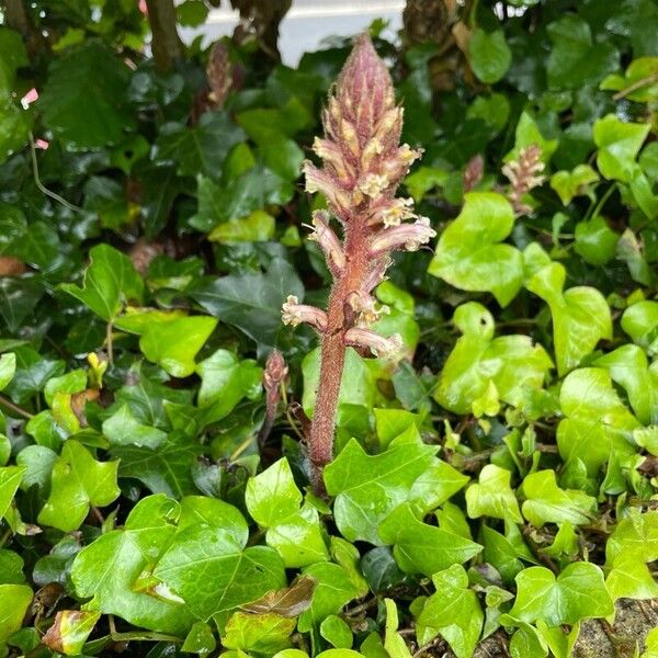 Orobanche hederae Flower