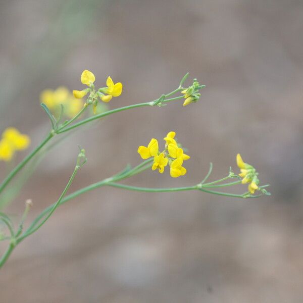 Coronilla juncea Blomst