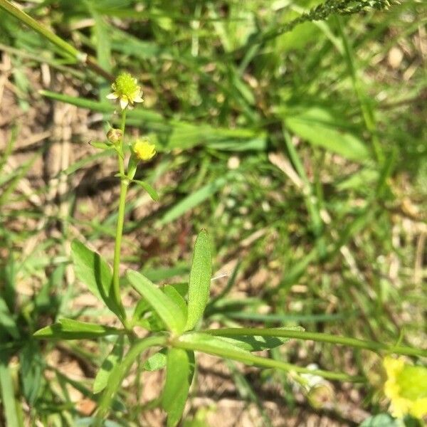 Ranunculus abortivus Blatt