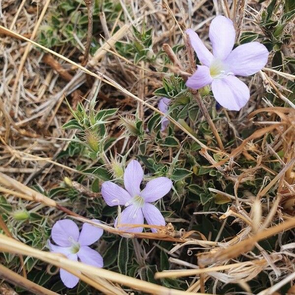 Barleria delamerei 花