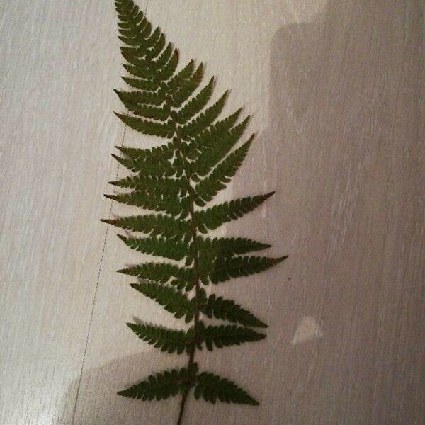 Dryopteris cristata Blad