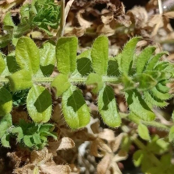 Cruciata pedemontana Folha