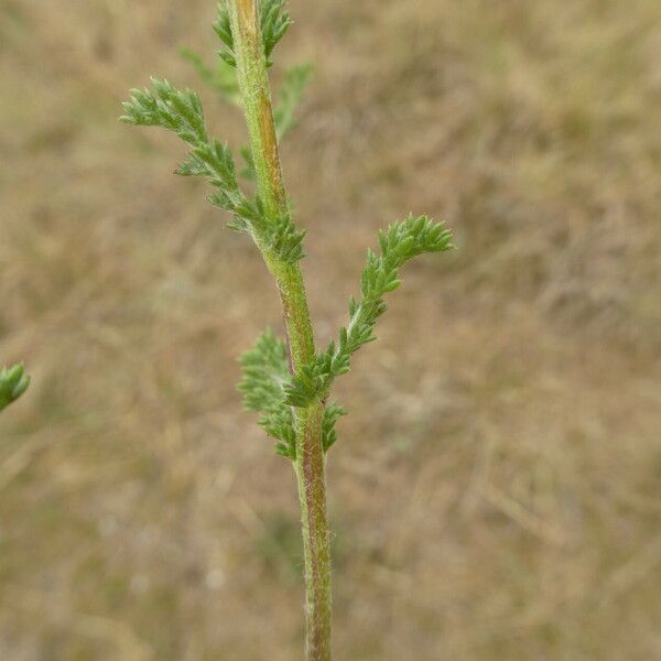 Anacyclus clavatus Folha