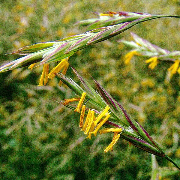 Bromopsis erecta Fiore