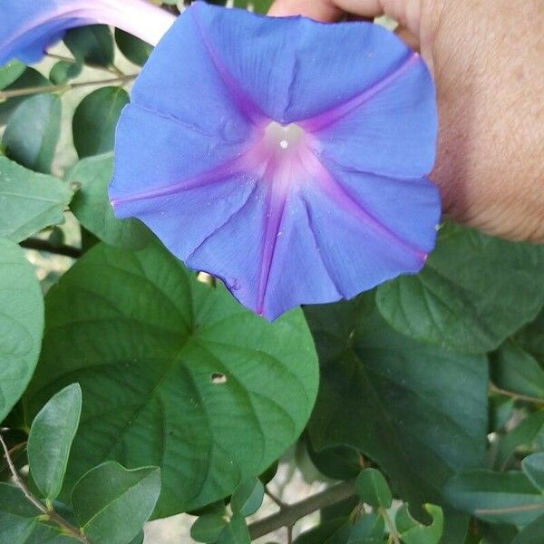 Ipomoea indica Flor