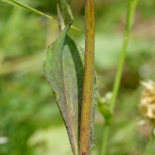 Hieracium chloropsis Casca