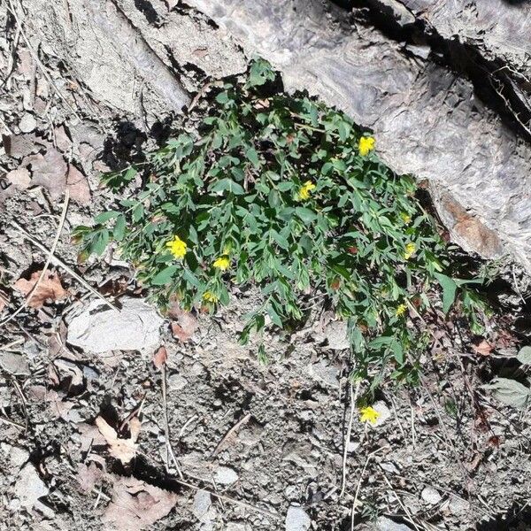 Hypericum humifusum Celota