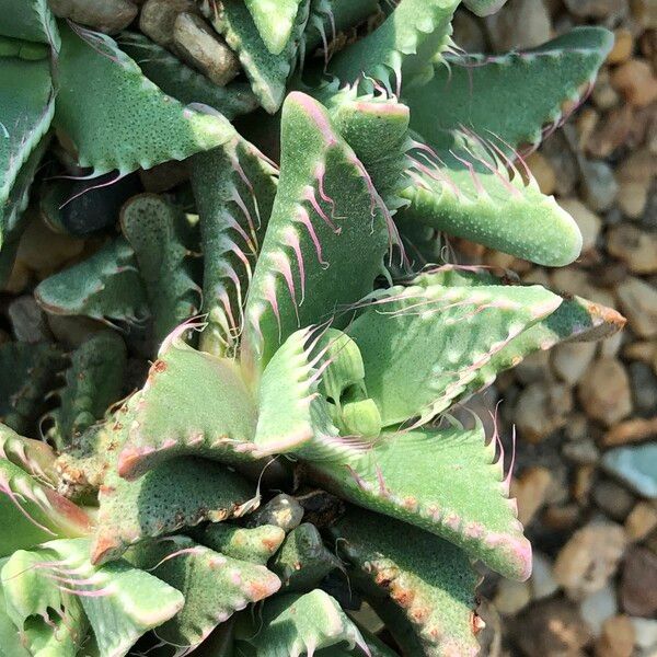 Faucaria tigrina Habitus