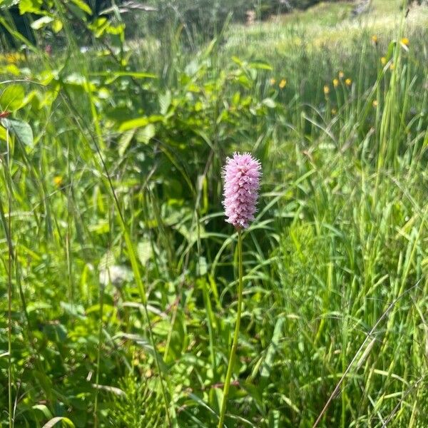 Bistorta officinalis Fleur