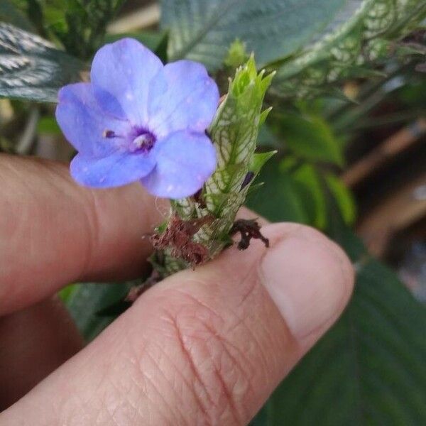 Eranthemum pulchellum Цвят