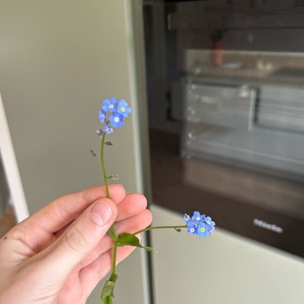 Myosotis arvensis Bloem