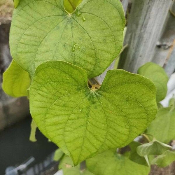 Dioscorea esculenta Frunză