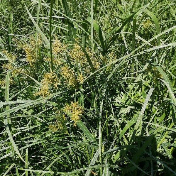 Cyperus esculentus Leaf