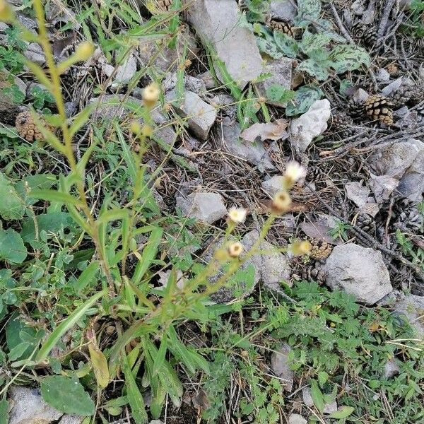 Erigeron acris Fulla