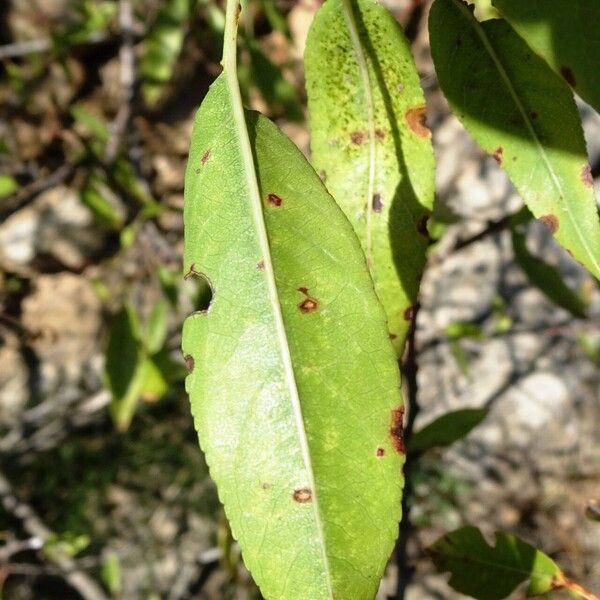 Prunus dulcis Blad