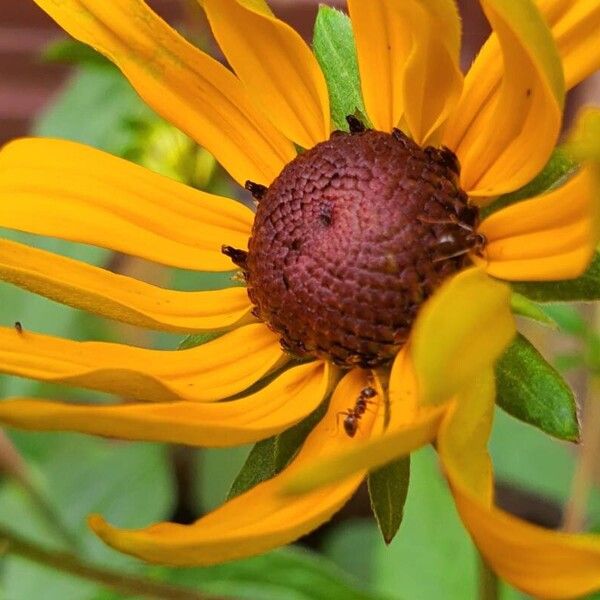 Rudbeckia fulgida Flower