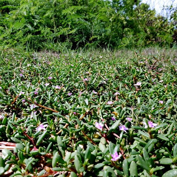 Sesuvium portulacastrum Plante entière