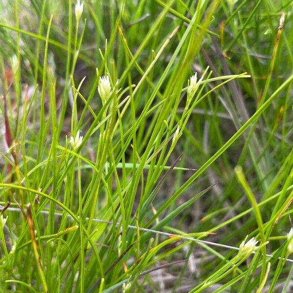 Rhynchospora alba Çiçek