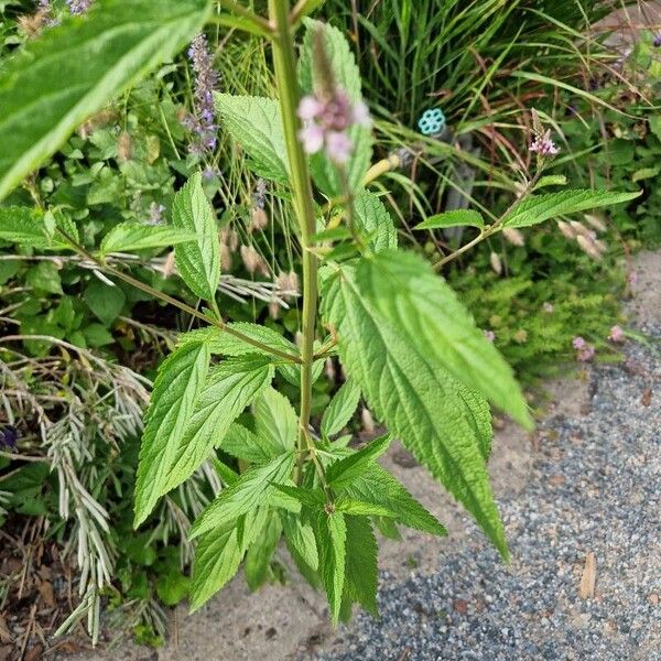 Verbena hastata পাতা