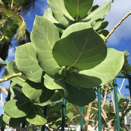 Calotropis procera Hoja