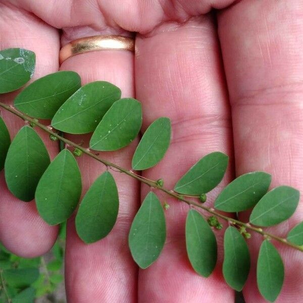 Phyllanthus tenellus Φύλλο