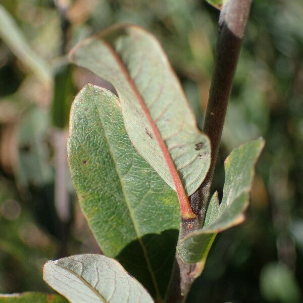 Salix repens Folio