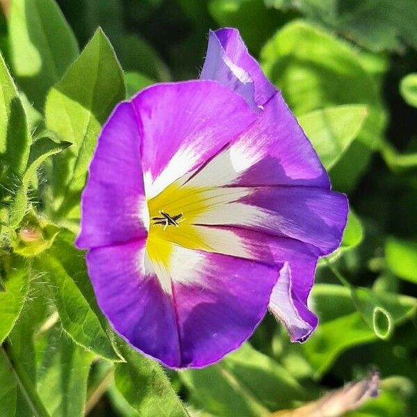 Convolvulus tricolor Květ