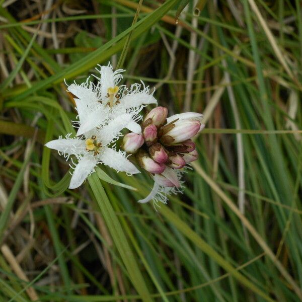 Menyanthes trifoliata Blüte